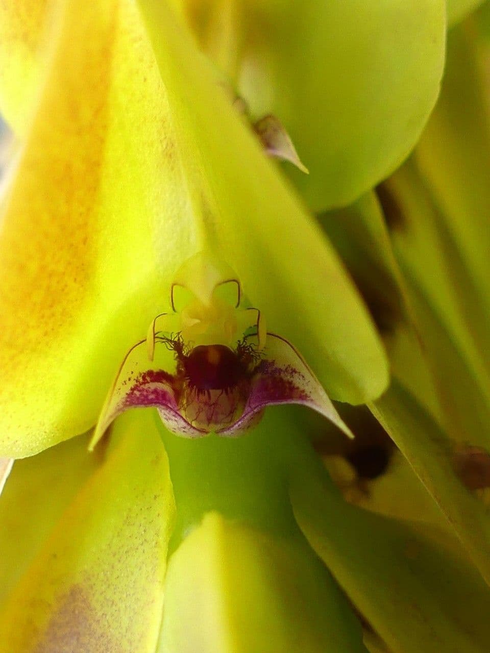 Bulbophyllum 7