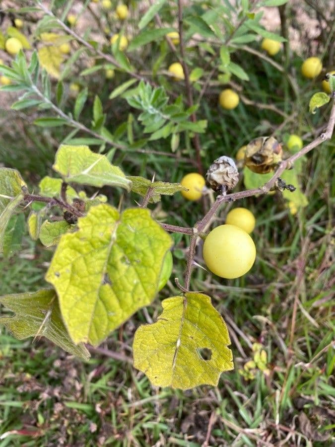 Solanum 4
