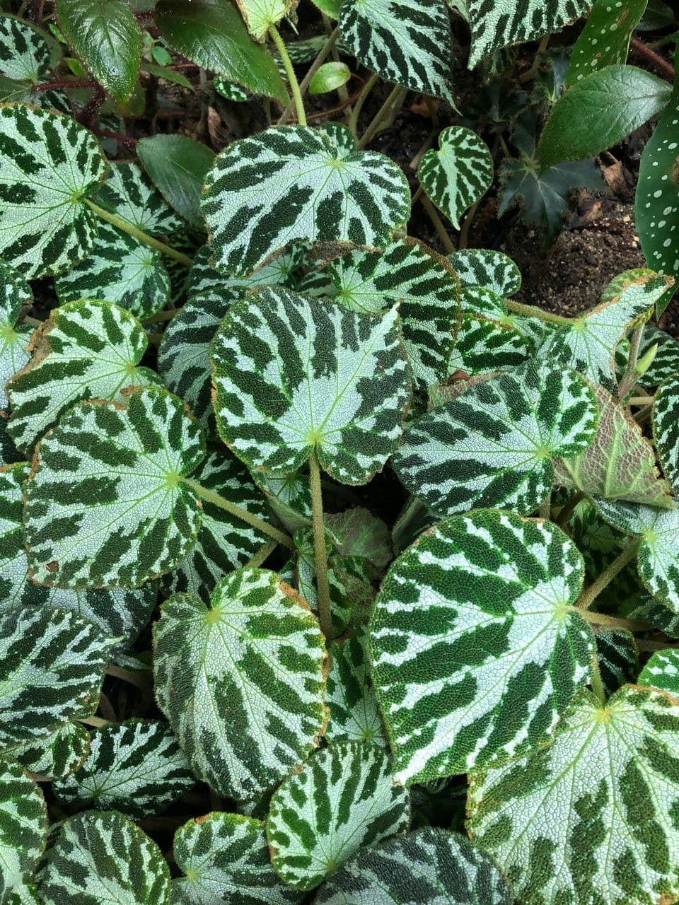 Begonia 4