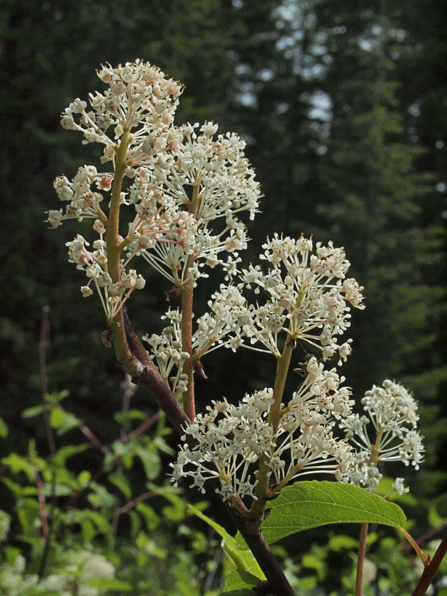 Krvavý ceanothus 5