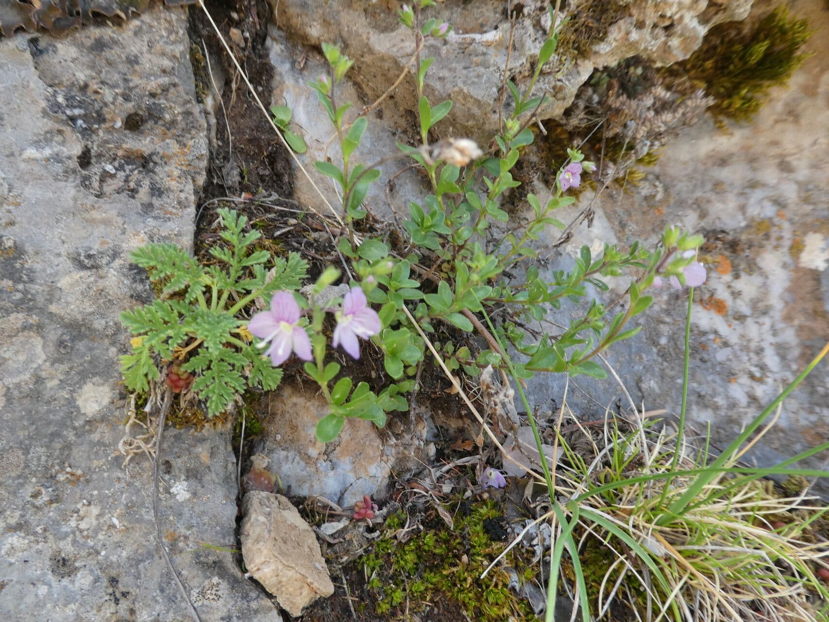Veronica fruticulosa 12