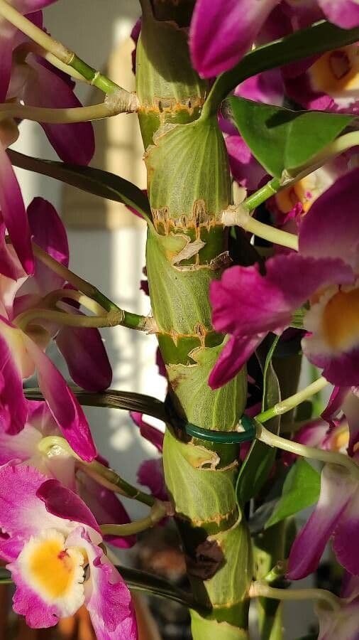 Vavřínovitý dendrobium 18