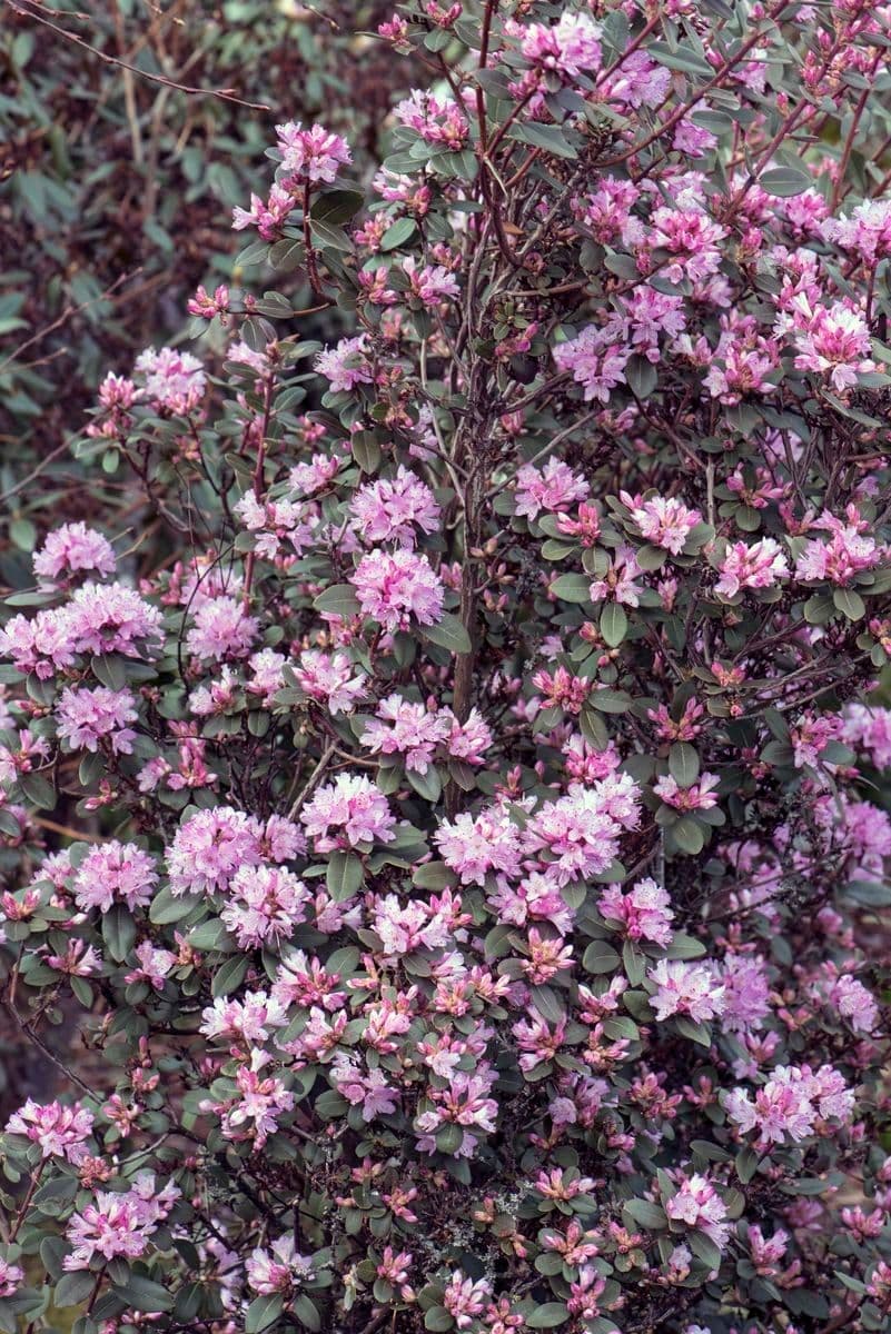 Różanecznik heliolepis 3