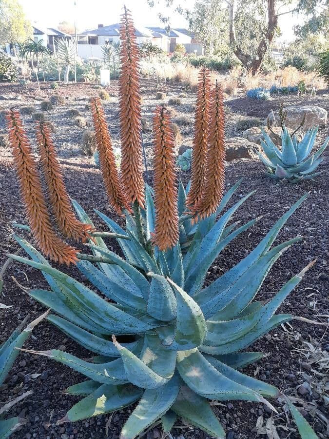 Aloe divá 7