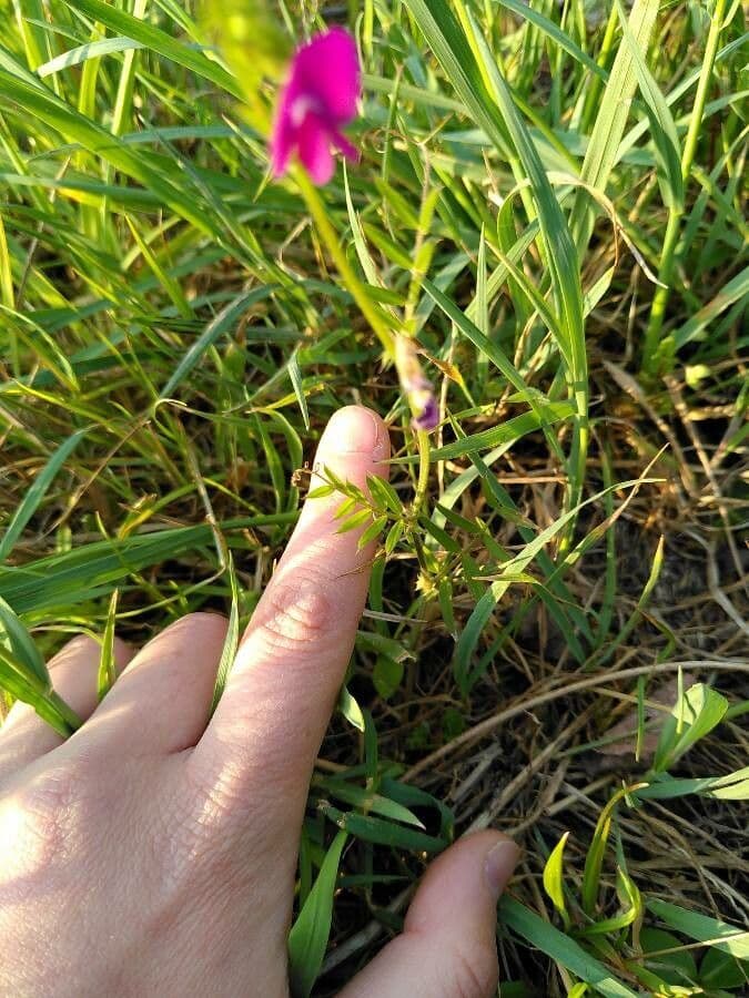 Gras-Platterbse 16