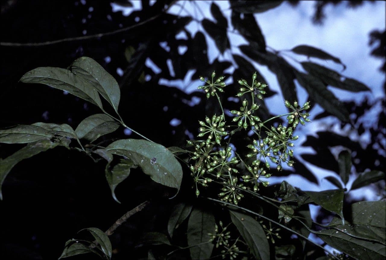Macropanax
