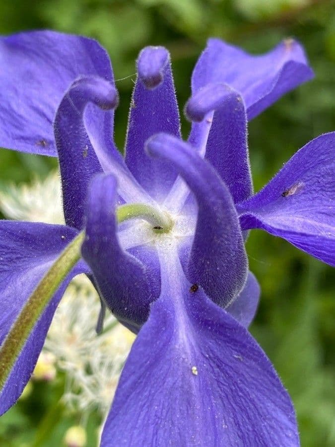 Alpine columbine 9