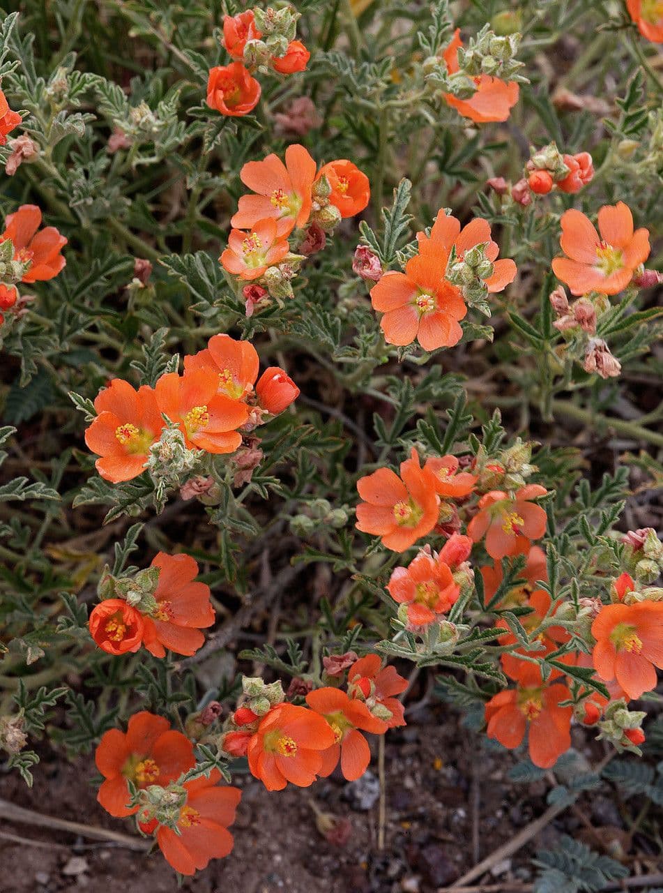 Malva lanza 8