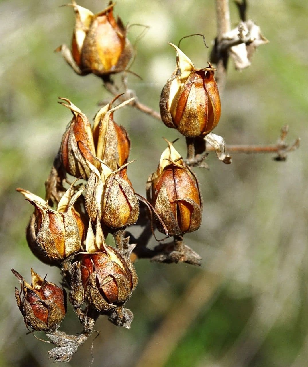Keckiella cordifolia 3