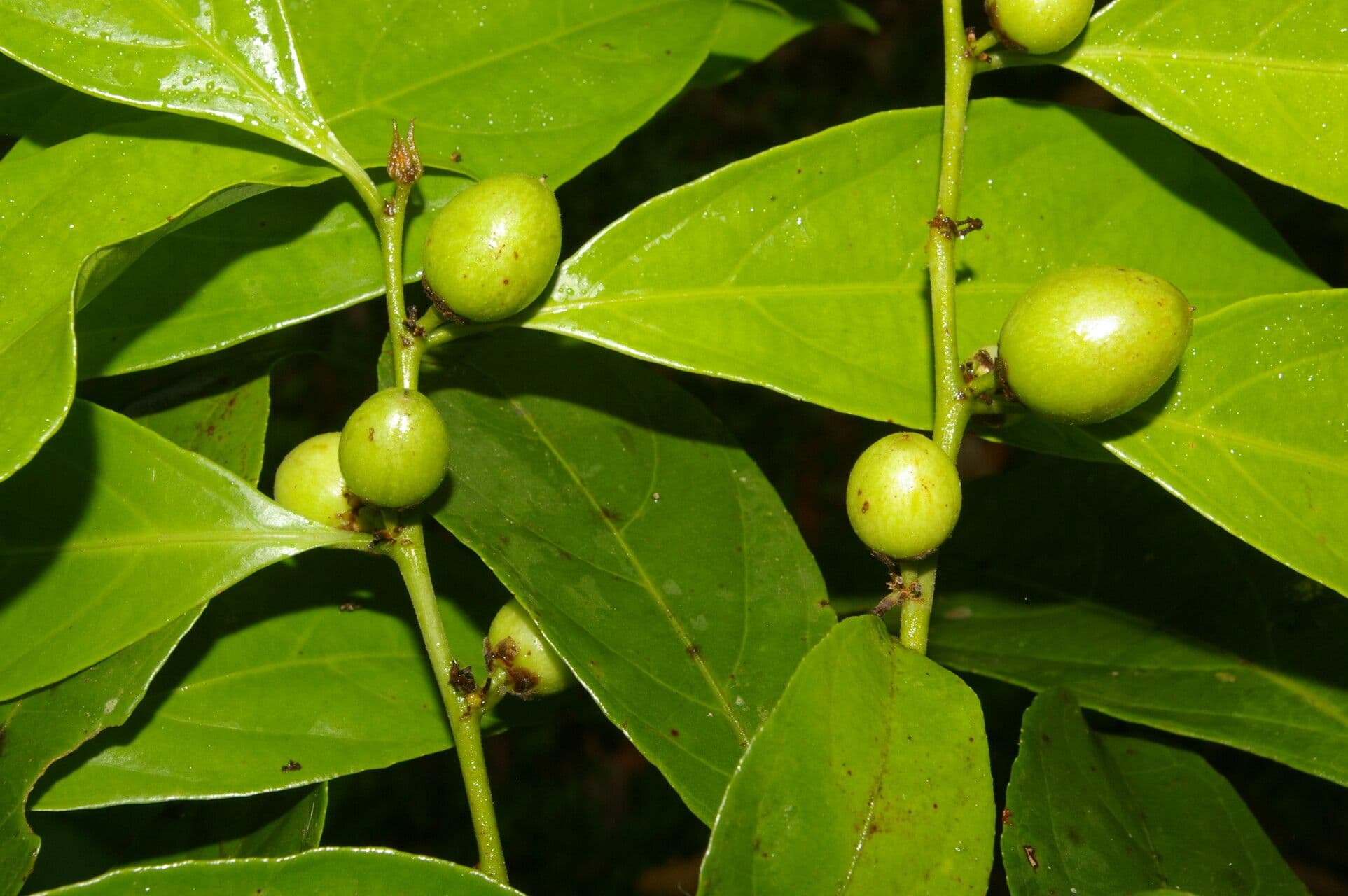 Casearia 2