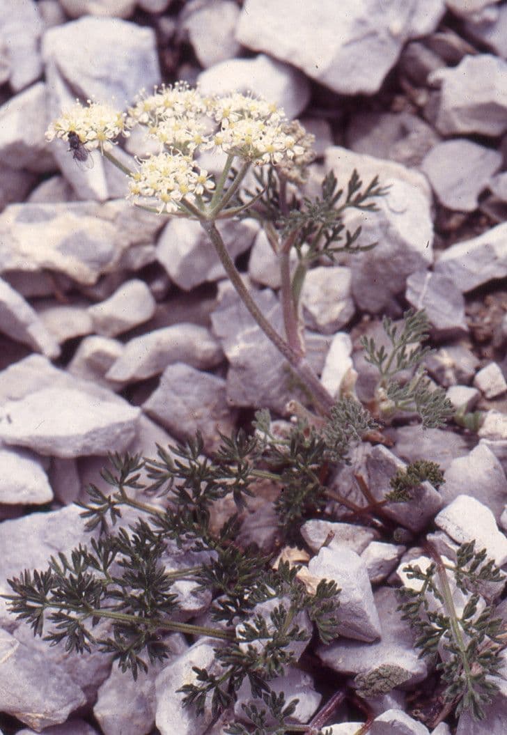Athamanta cretensis 13
