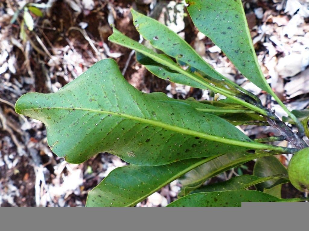 Planchonella 8