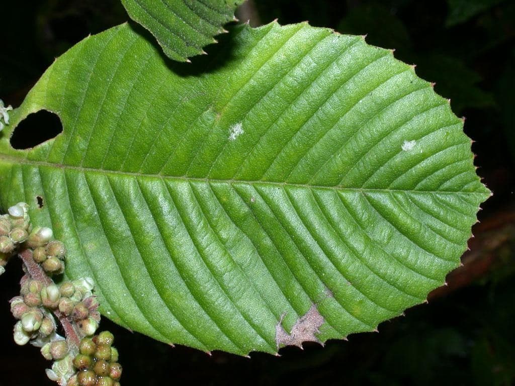 Tetracera 13