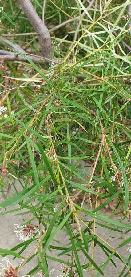 Lineares Grevillea 7