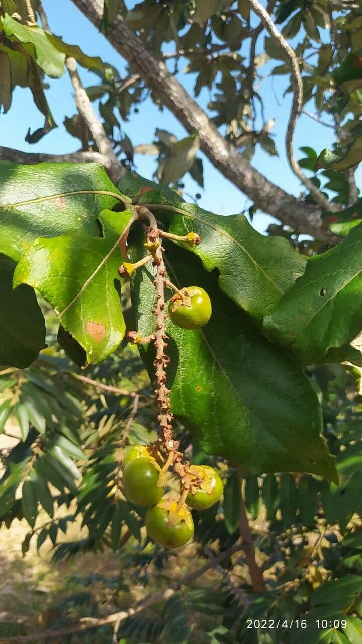 Byrsonima