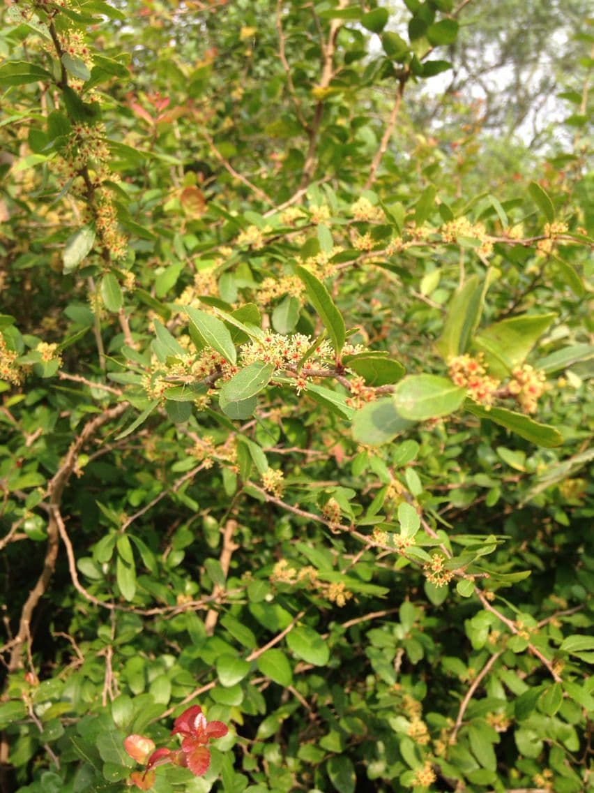 Bürstenholly 2