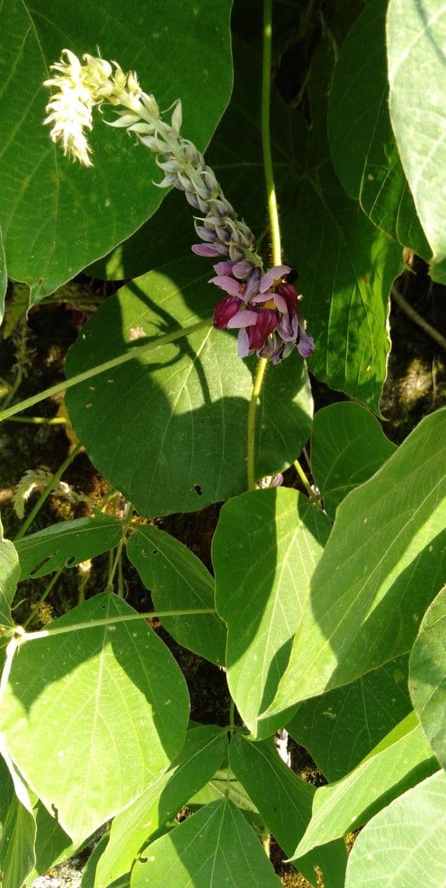 Kudzu 6
