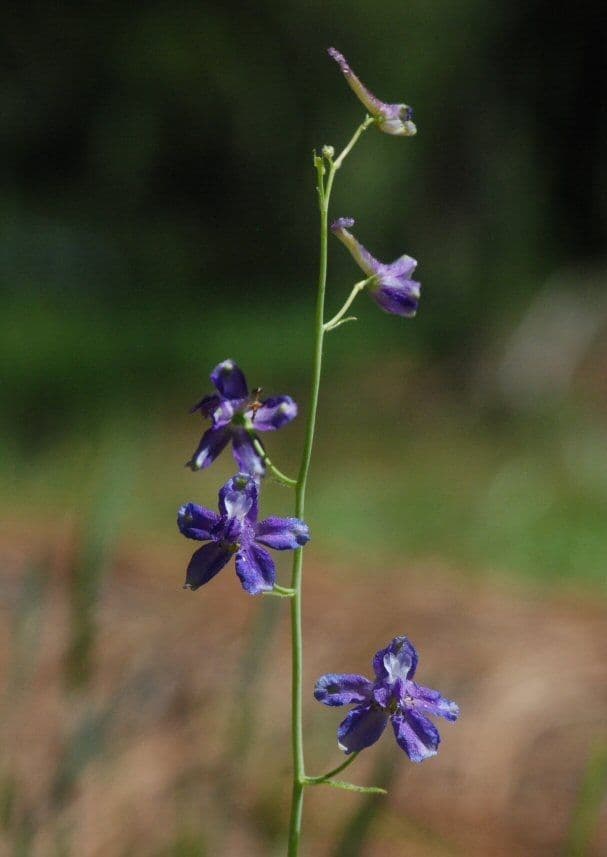 Speronella snella 6