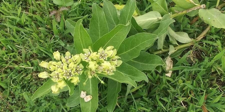 Asclepias viridis 20