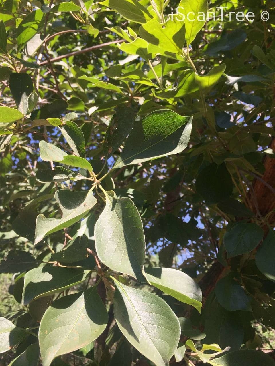 Terminalia 7