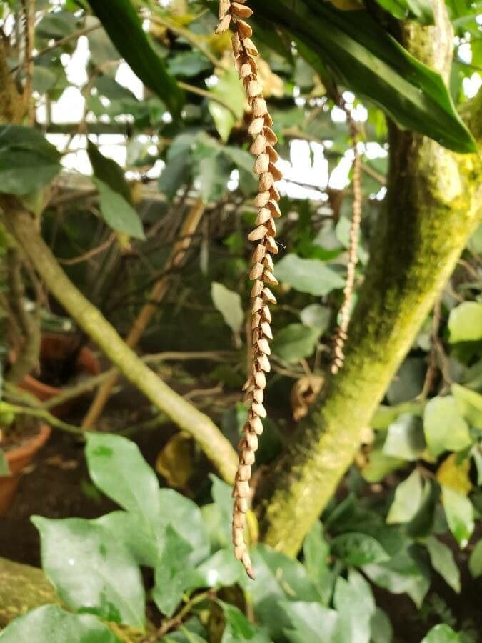 Pholidota