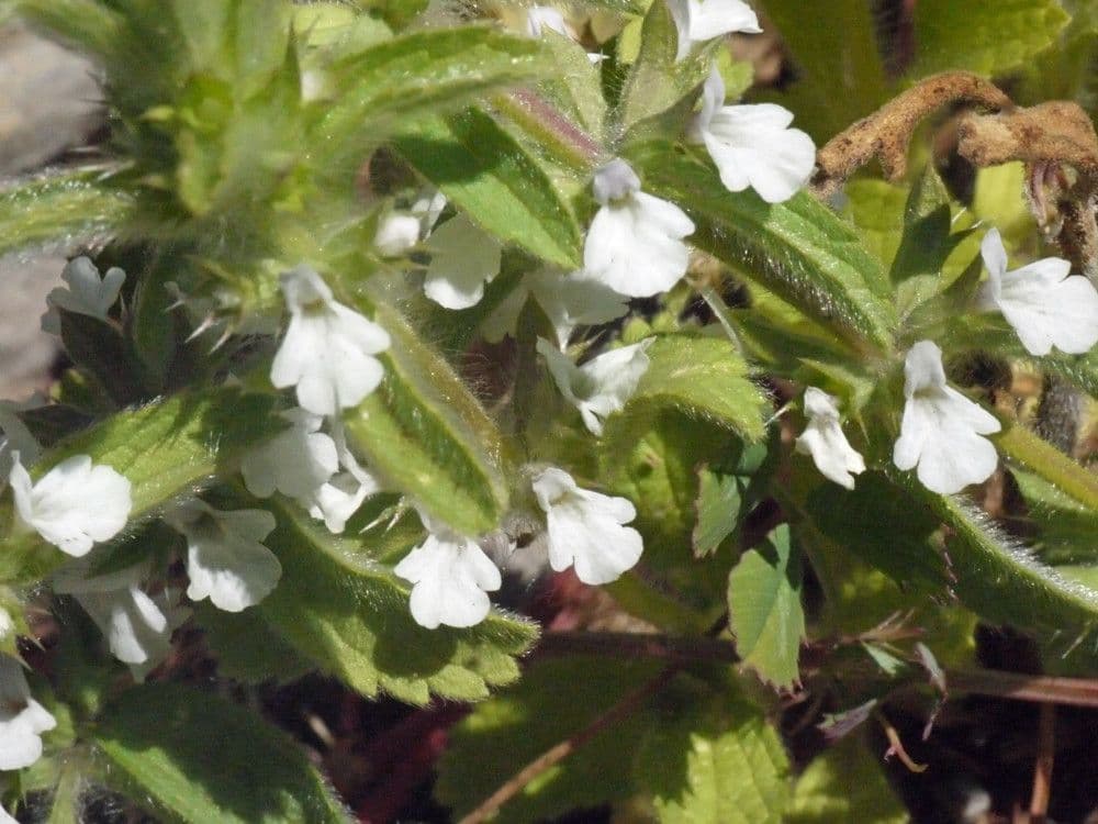 Sideritis romana 24