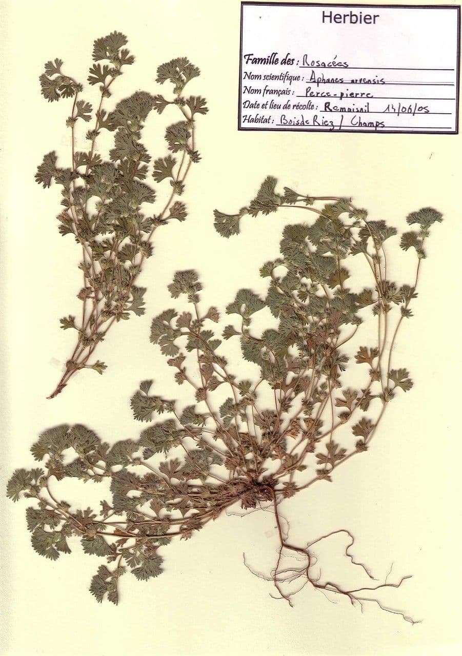 Ventaglina dei campi 22