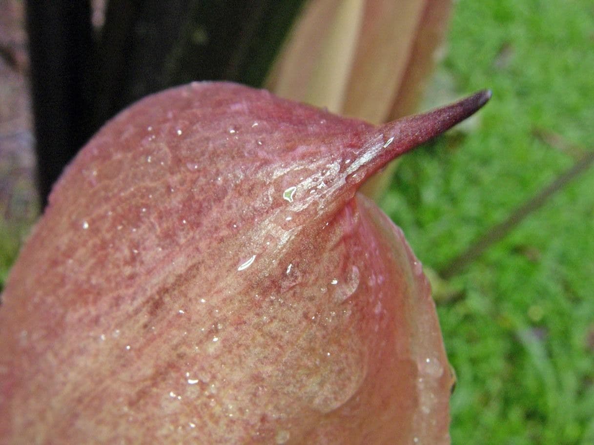 Riesen-Taro 2
