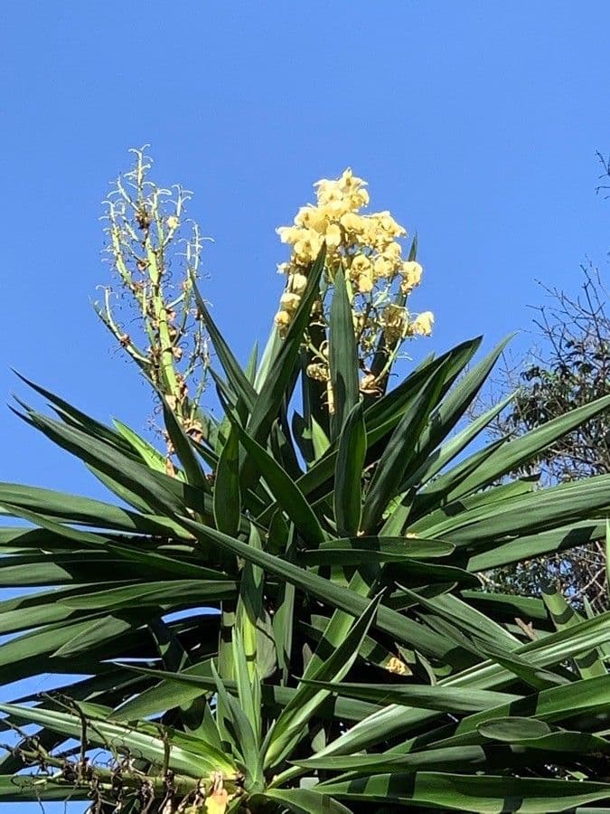 Yuca gigante 2