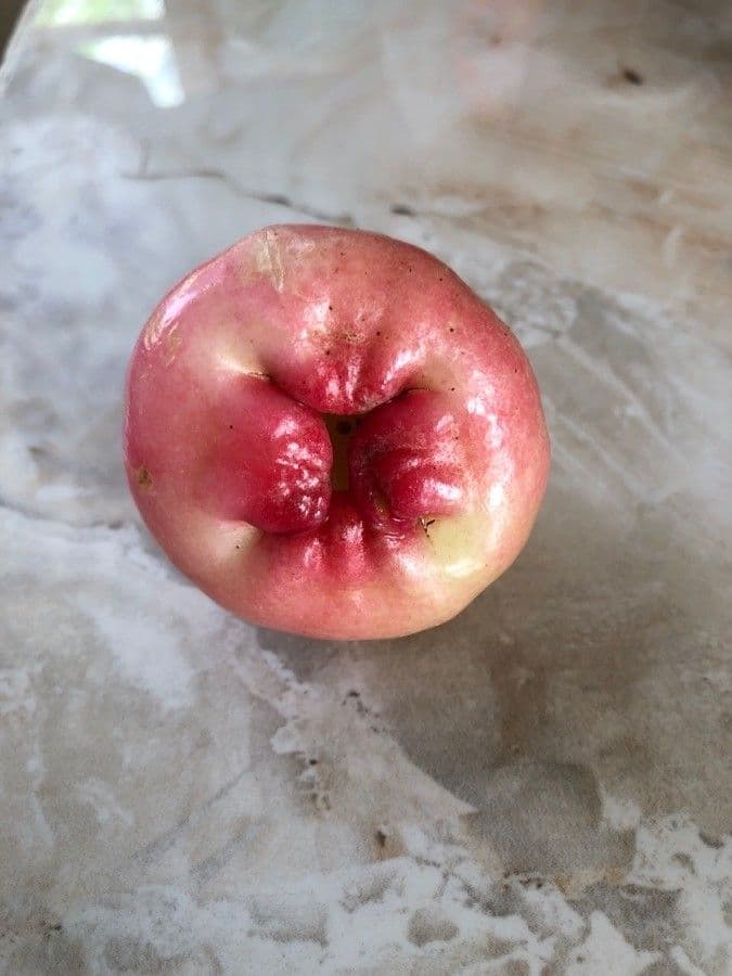 Syzygium malaccense