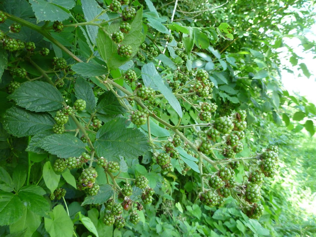 Brombeere 2