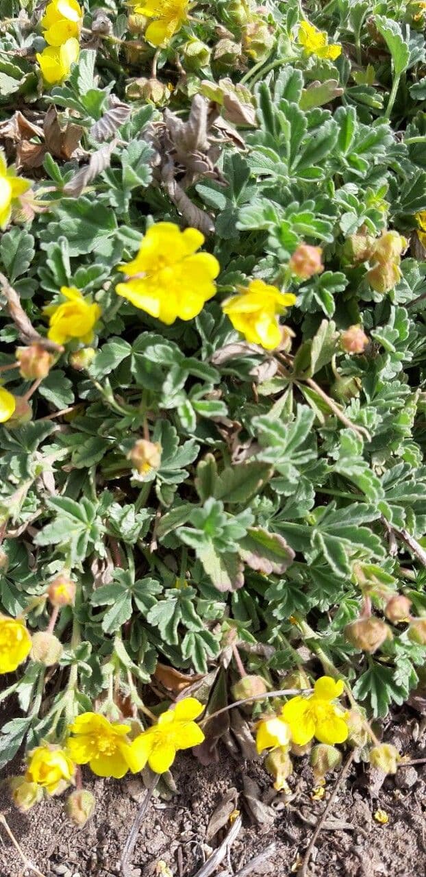 Potentilla 2