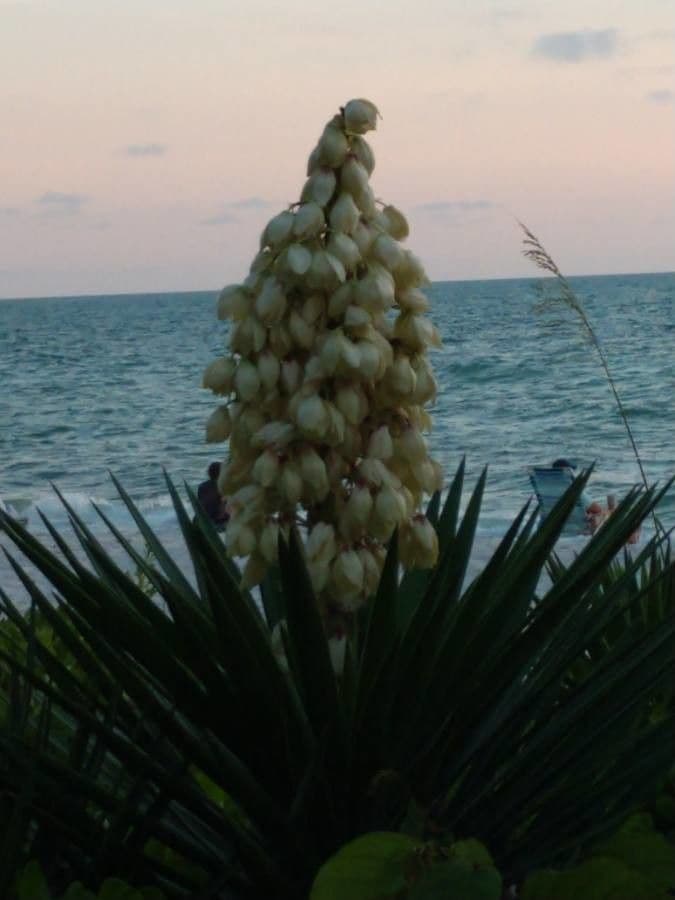 Yucca madrensis 3