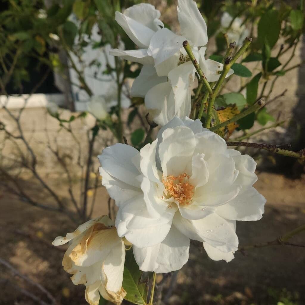 Moschus-Rose 7