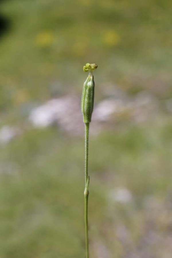 Silene giallastro 3