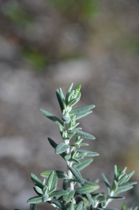 Hubertia 17