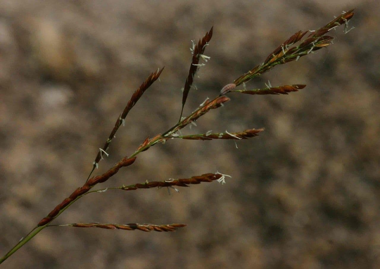 Leersia hexandra 3