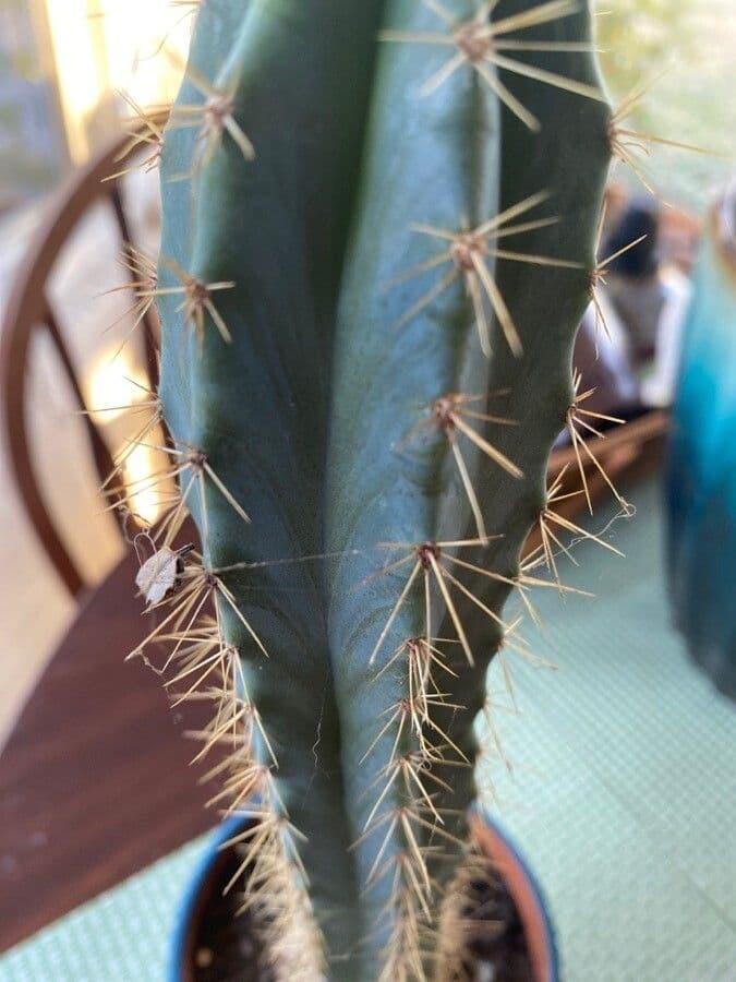 Pilosocereus pachycladus 21
