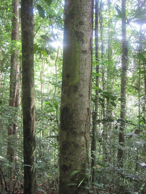 Carapa