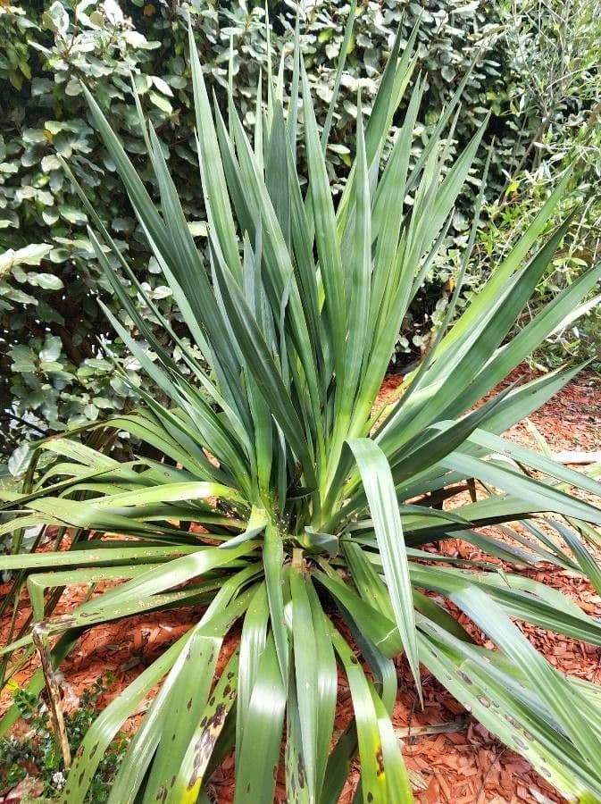 Arkansas-Yucca 19