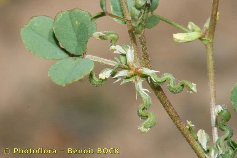 Bôb 11