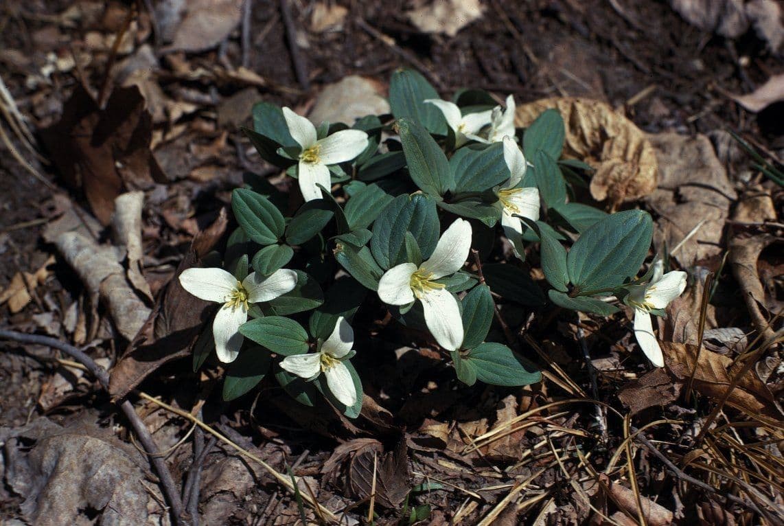 Trillium nivale 6