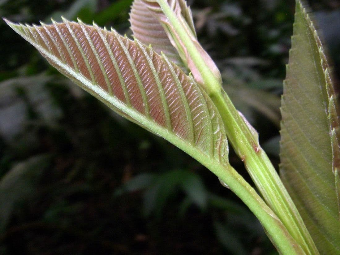 Pinzona coriacea 12
