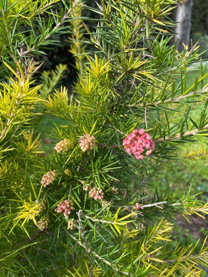 Rosmarinblättrige Grevillea 5
