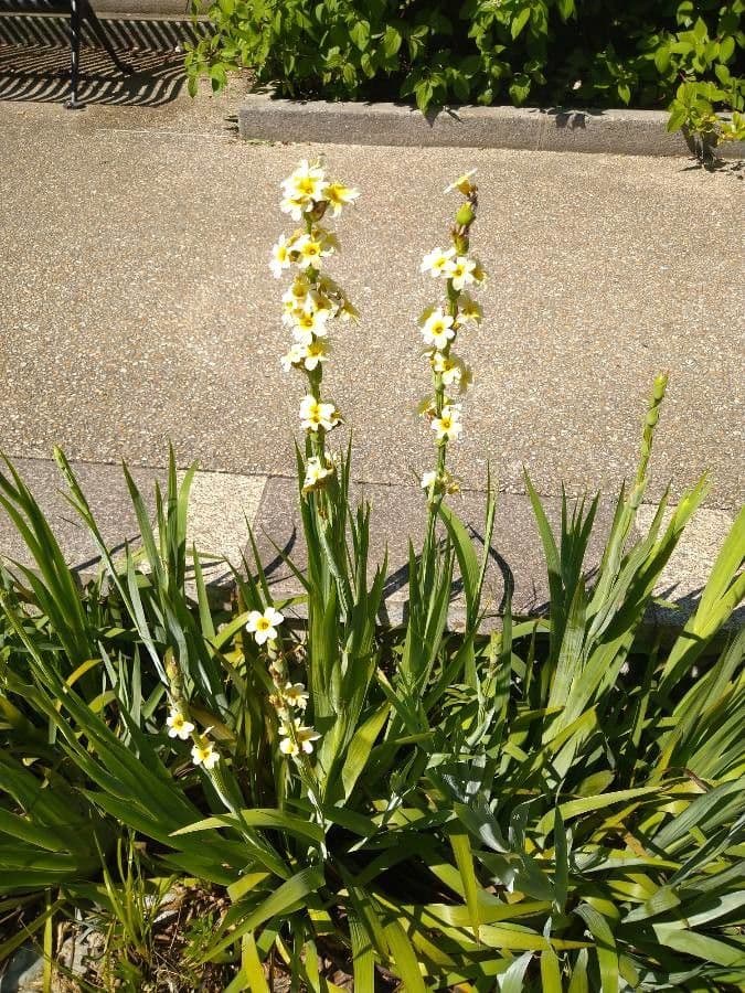 Sisyrinchium striato 19