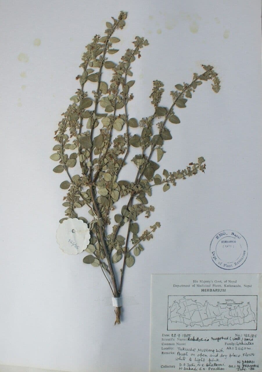 Isodon 13