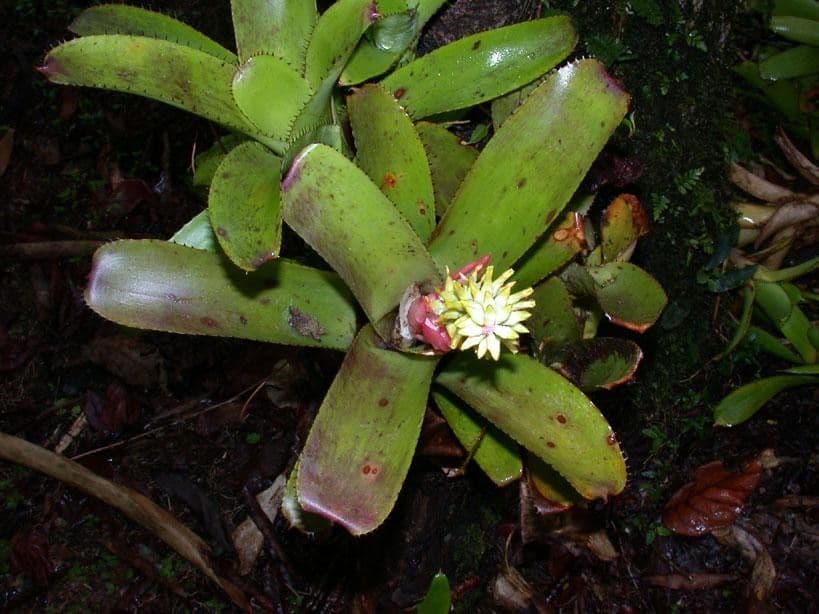 Aechmea nudicaulis 28