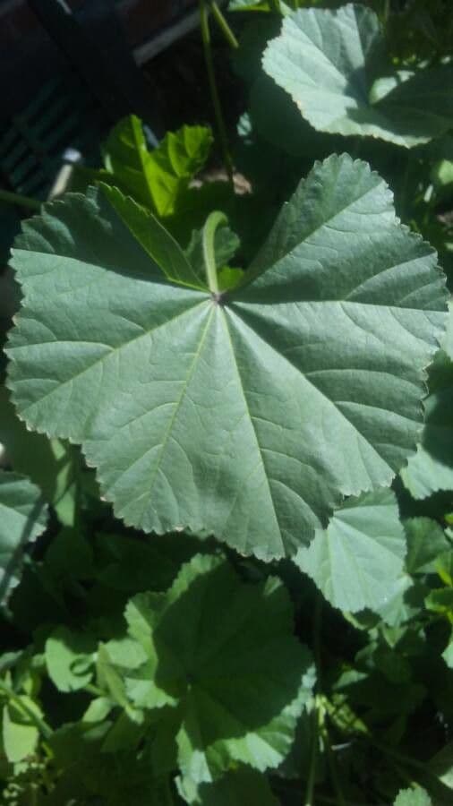 Malva minore 20