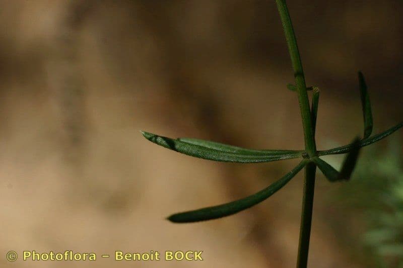 Rubia glauca 26