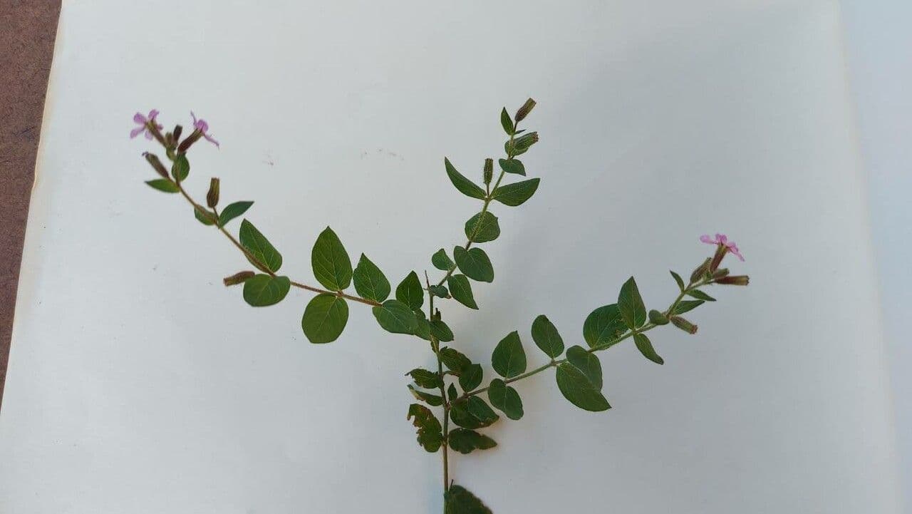 Cuphea 12